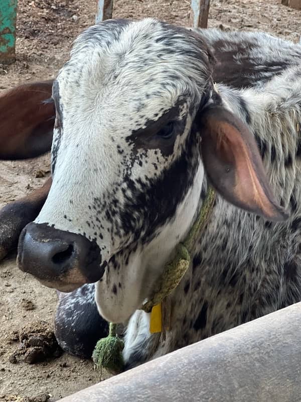 QURBANI CATTELS FOR SALE 1