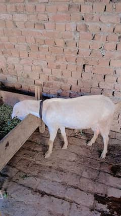 Urgent 4 Female +2 baby goats for sale