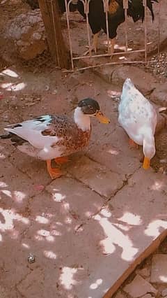 beautiful ducks