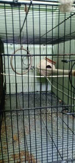 for sale cage