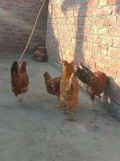 Desi hens