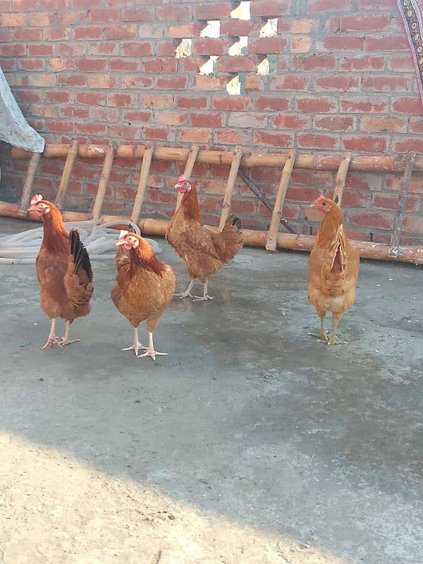 Desi hens 1