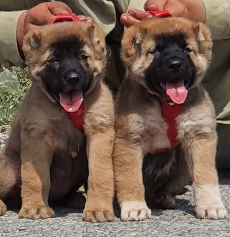 Turkish Kangal Pair / Turkish Kangal Puppies For Sale 0