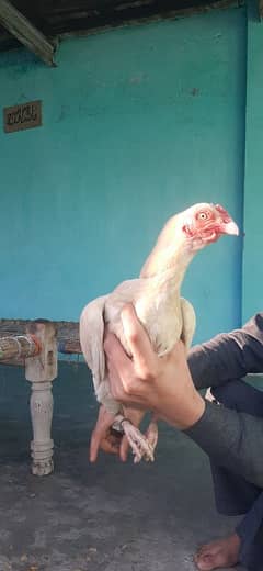 paper white hen 2 chicks ka sat