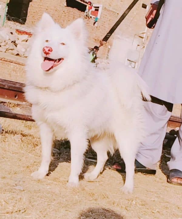 pure japneen spitz russy male age 11 month full train for sale 0