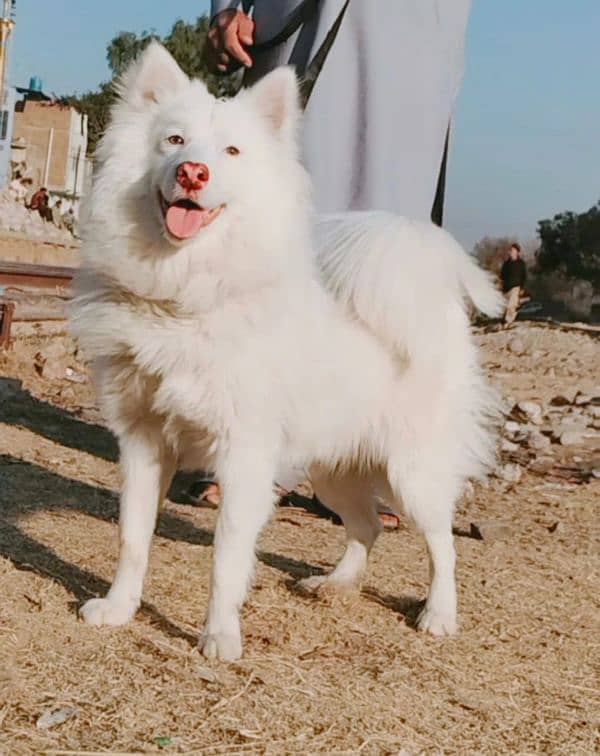 pure japneen spitz russy male age 11 month full train for sale 2