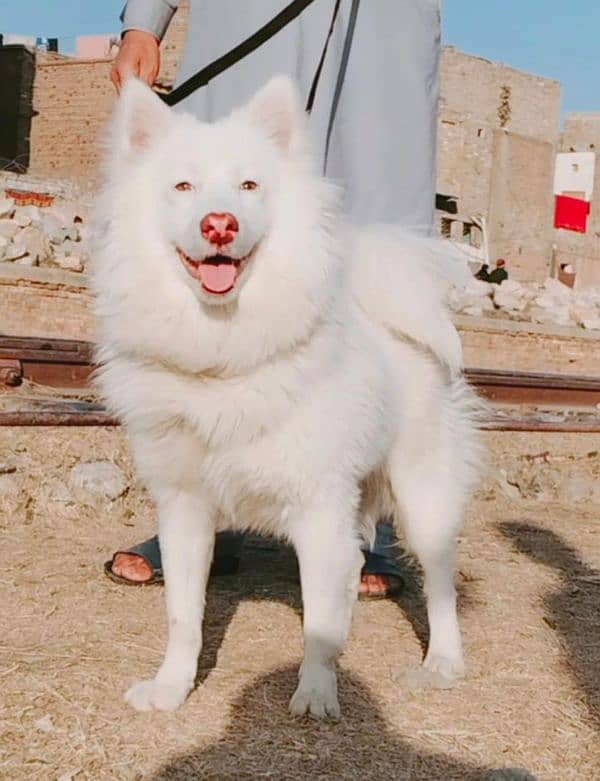 pure japneen spitz russy male age 11 month full train for sale 3