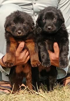 German Shepherd top quality papies for sale