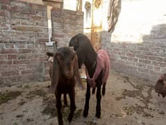 Beetal Goat | Bakri | nagara bakra cross  | Goat for sale