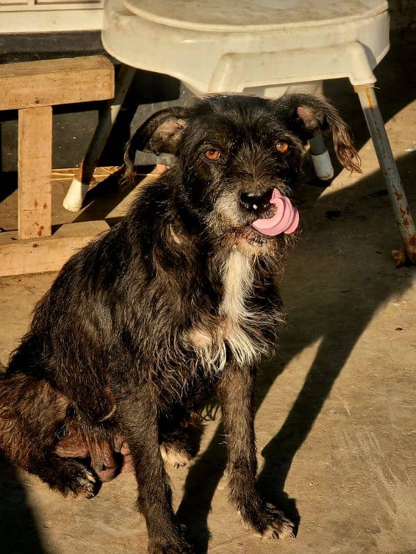 Poodle Terrier Female For Good Families 0