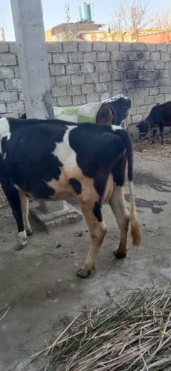 cow for sale