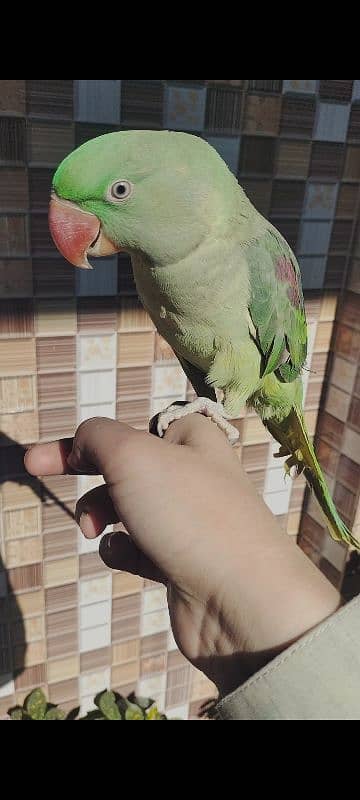 full hand tam parrot 0