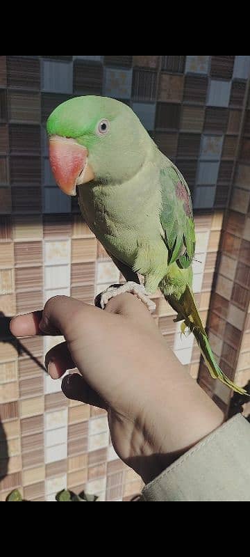 full hand tam parrot 1