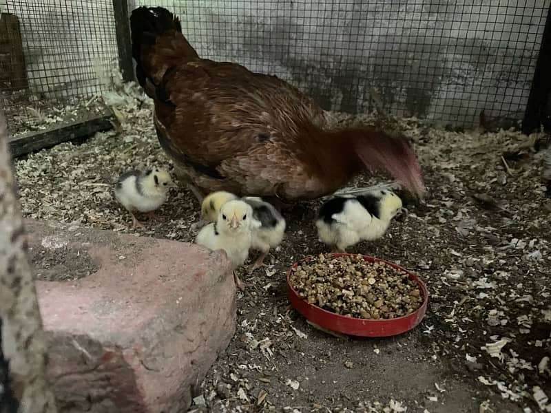 Shamo chicks available 8