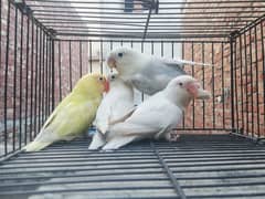 Lovebirds Breeders