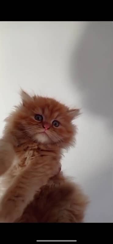 Persian Kittens/ Persian Cats/ kitten pair 1