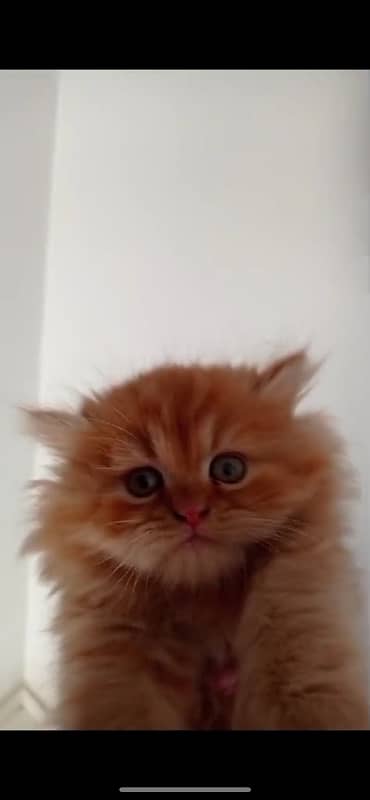 Persian Kittens/ Persian Cats/ kitten pair 2