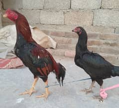 Aseel Pair High Quality