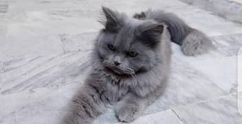 grey persian male cat