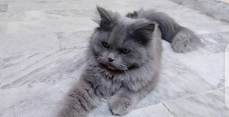 grey persian cat argent sale 0