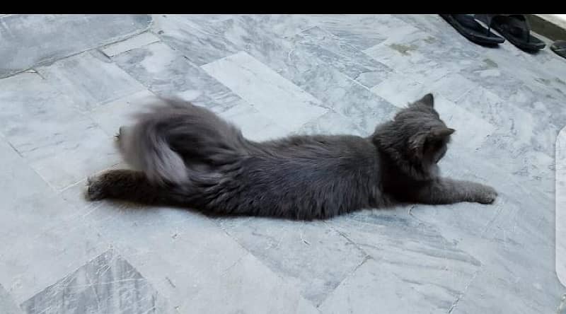 grey persian cat argent sale 1