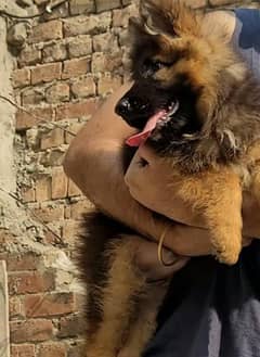 German Shepherd puppies 03444707188