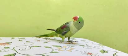 Pahari Raw Parrot