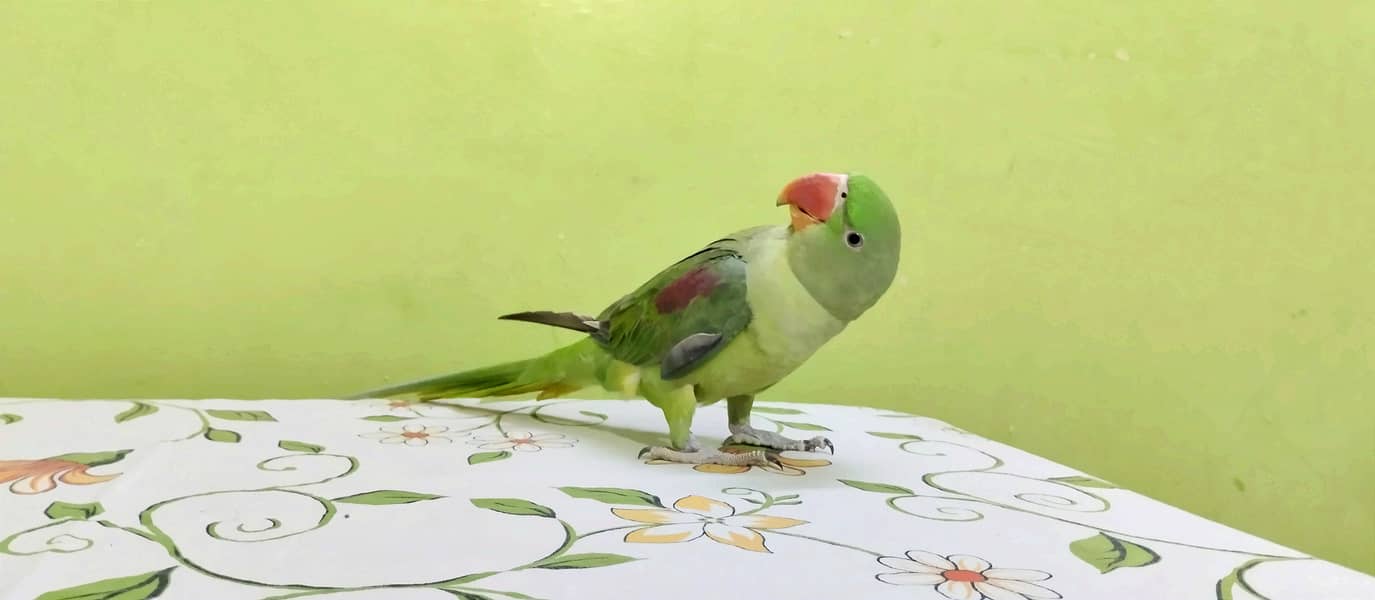 Pahari Raw Parrot 0