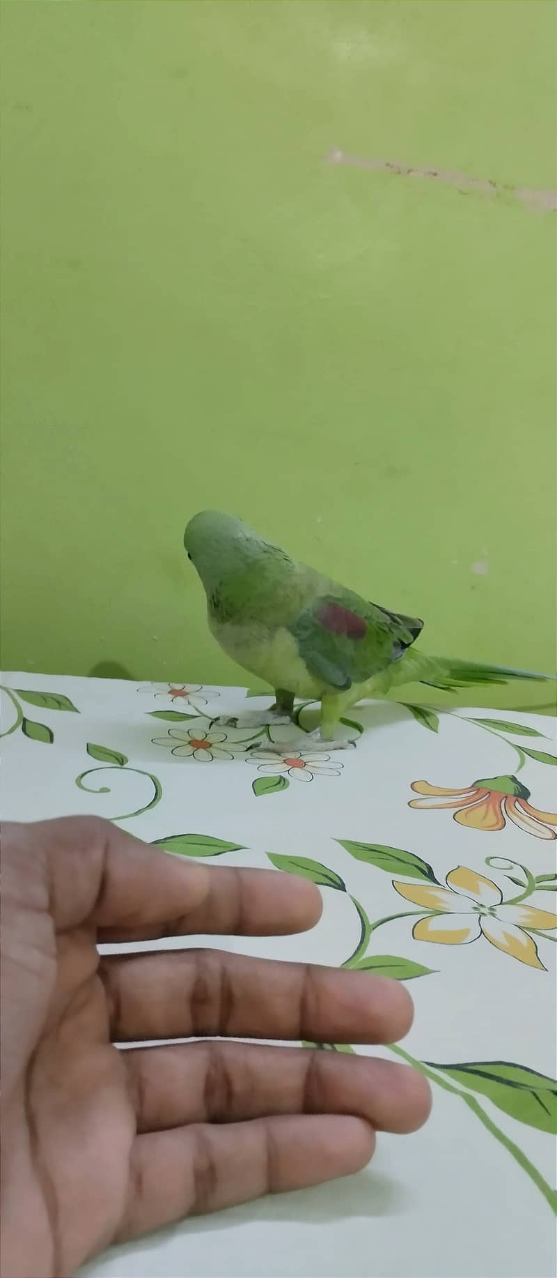 Pahari Raw Parrot 3