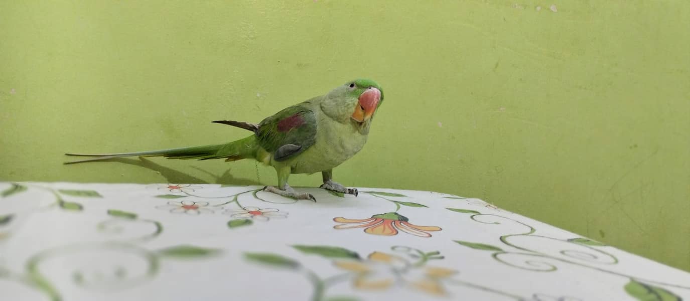 Pahari Raw Parrot 4