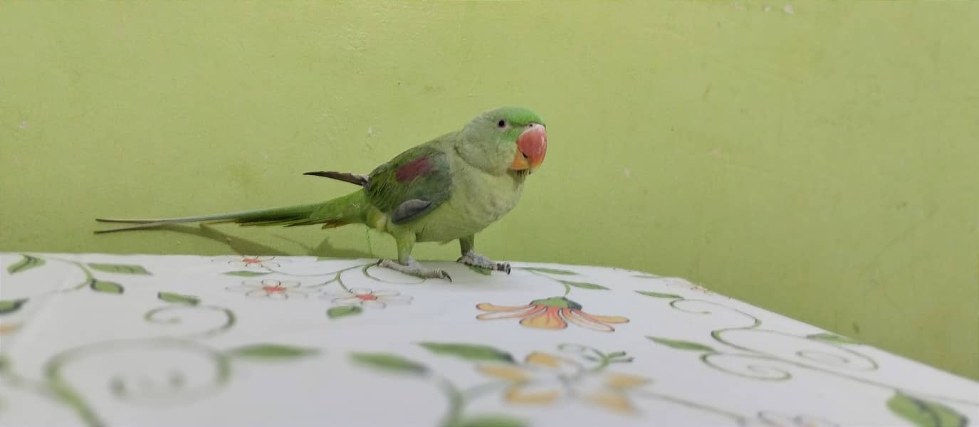 Pahari Raw Parrot 5