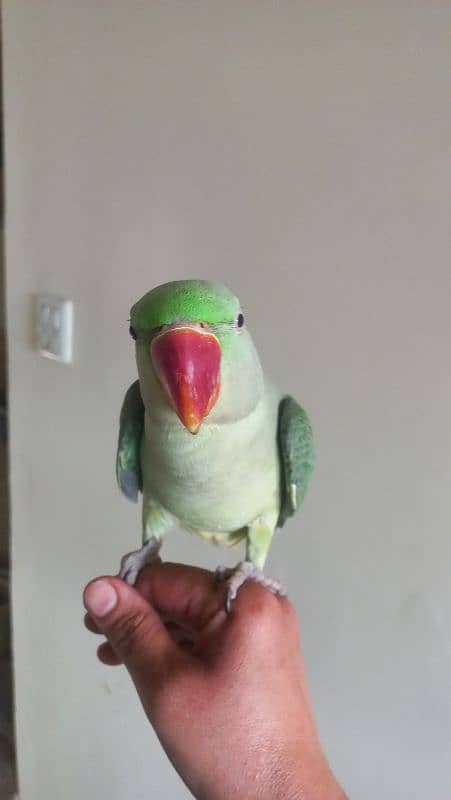 one year old male raw parrots 0