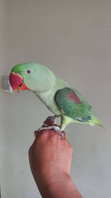 one year old male raw parrots 1