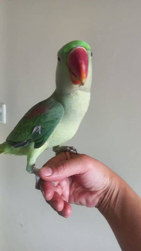 one year old male raw parrots 2