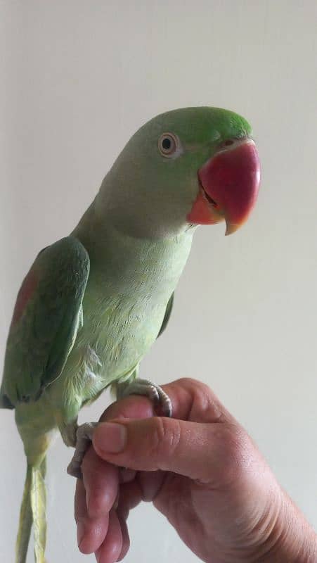 one year old male raw parrots 4