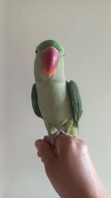 one year old male raw parrots 5