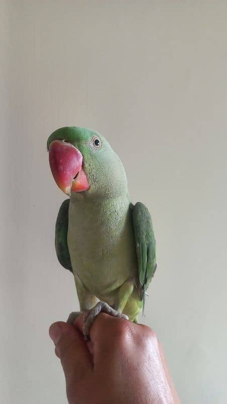 one year old male raw parrots 6