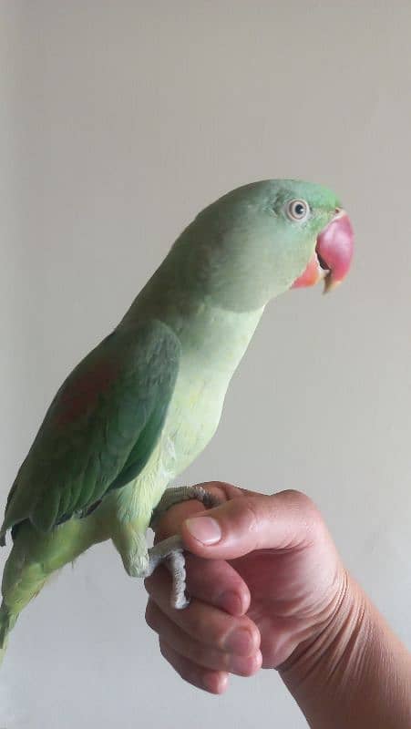 one year old male raw parrots 7