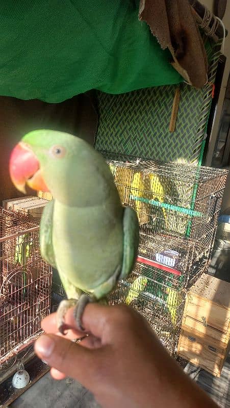 one year old male raw parrots 8