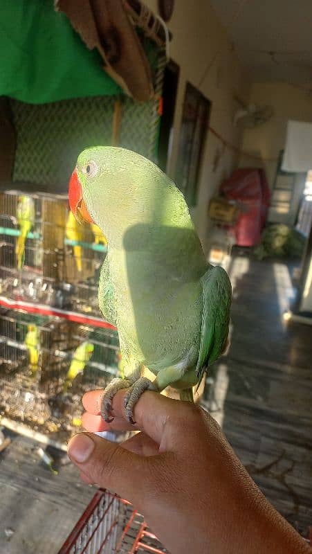 one year old male raw parrots 9