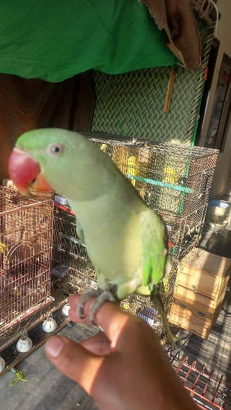 one year old male raw parrots 10