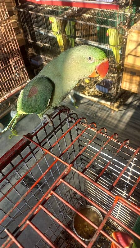 one year old male raw parrots 11