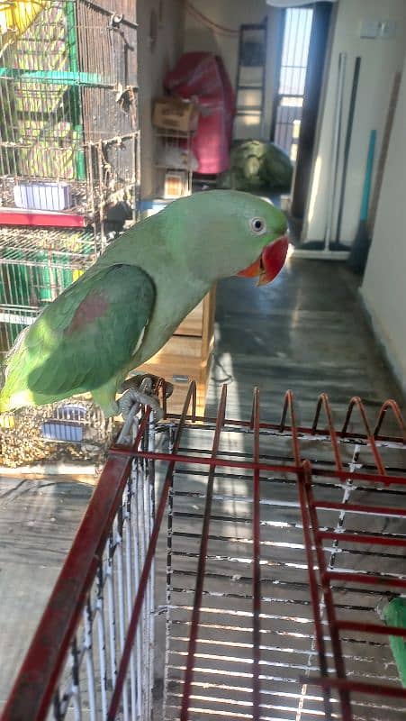 one year old male raw parrots 12