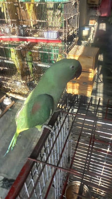 one year old male raw parrots 13