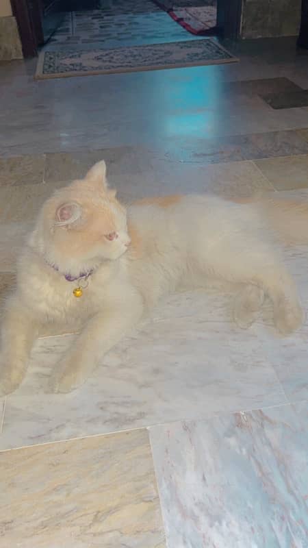 Persian cat 0