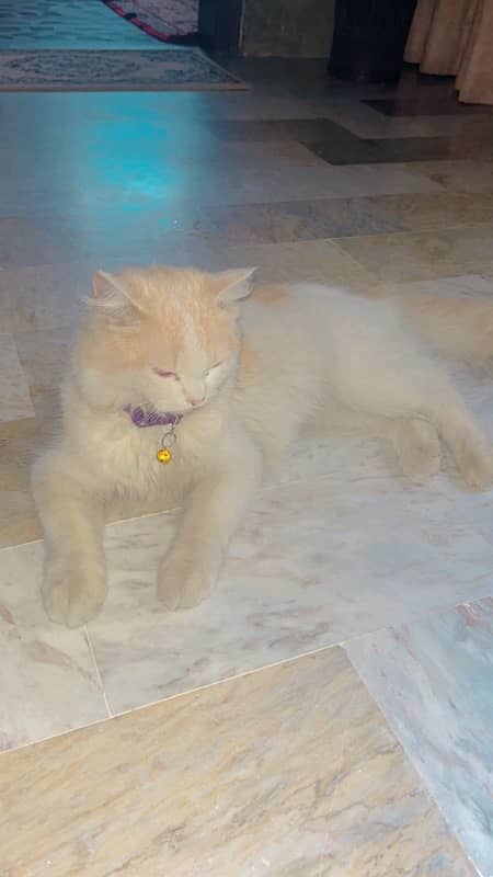 Persian cat 1