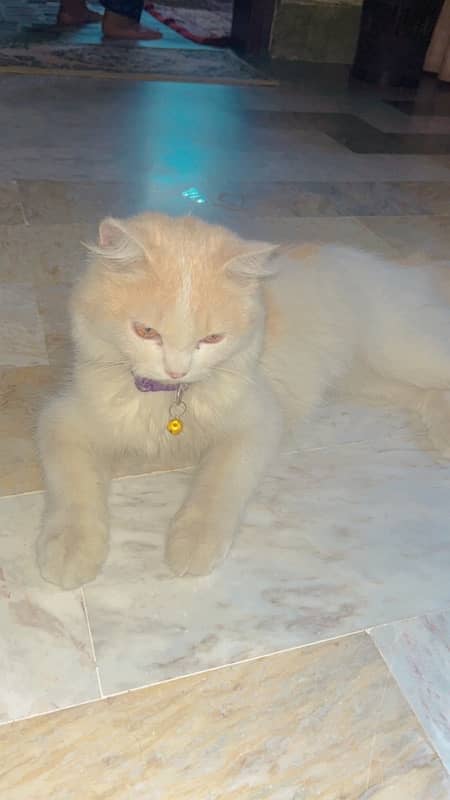 Persian cat 2