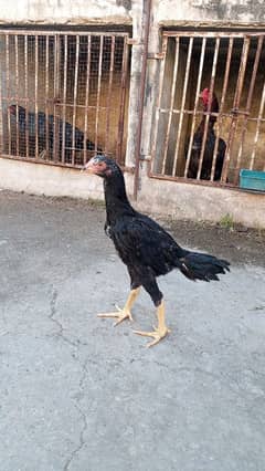 pure Burmi chick Father is Thailand arnan farm imported bloodline