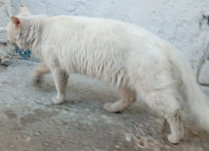 Turkesh Angora 0