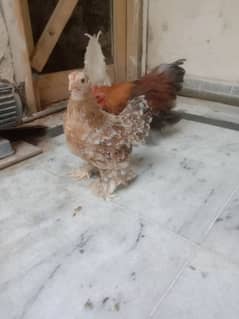 Bantam